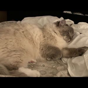 Meet your Posher, Monica